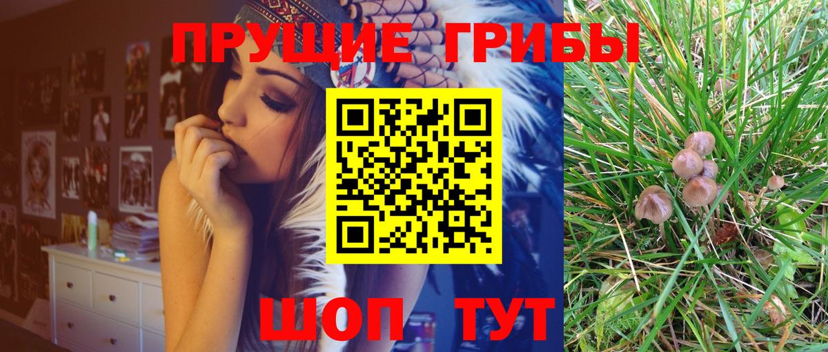 Киров  Галлюциногенные грибы GOLDEN TEACHER  Вход с VPN 